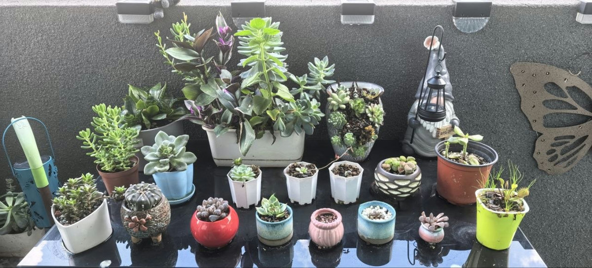 Our plant collection