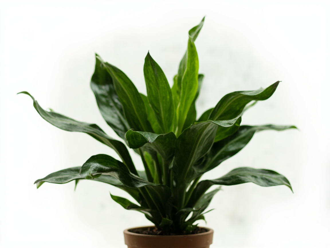 Cast Iron Plant