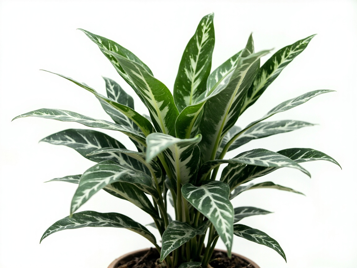 Chinese Evergreen
