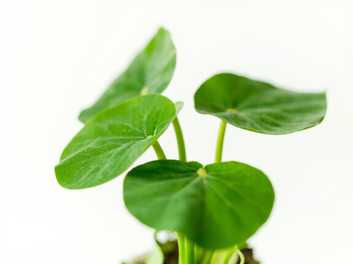 Chinese Money Plant