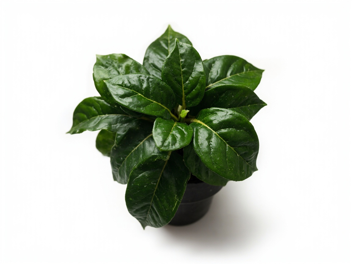 Coffee Plant