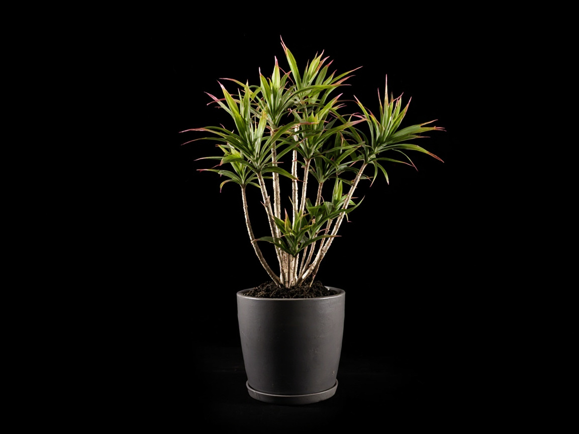 Dracaena