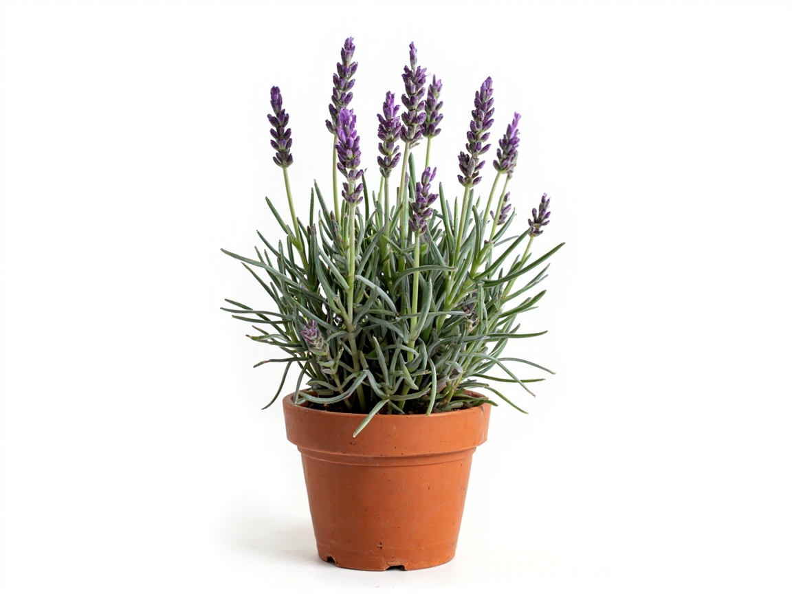 Lavender