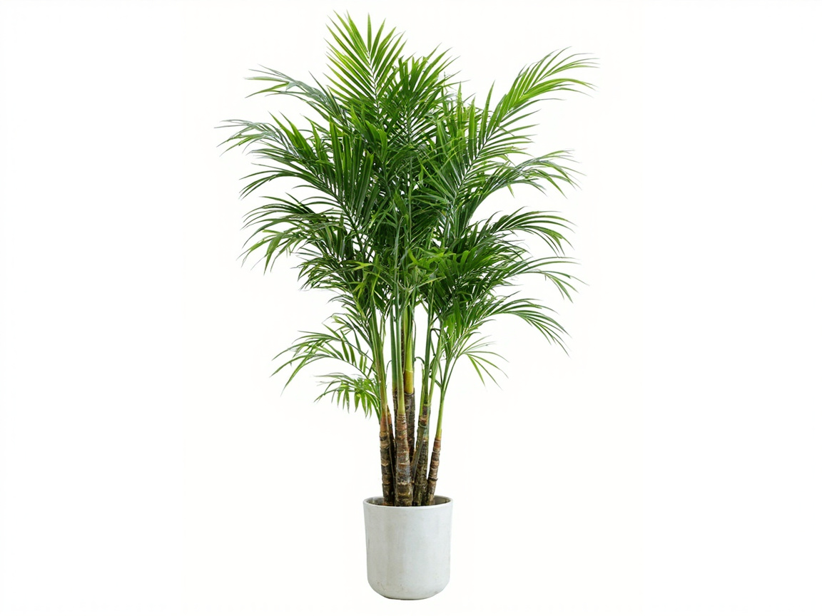 Majesty Palm