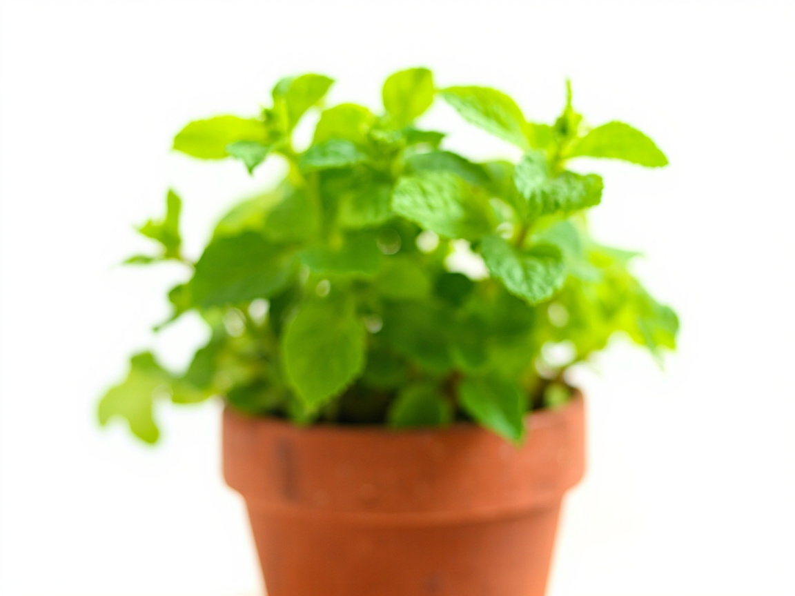 Mint