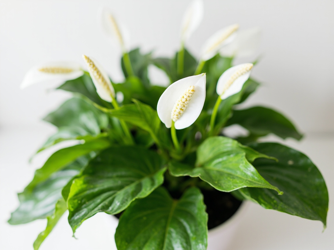 Peace Lily