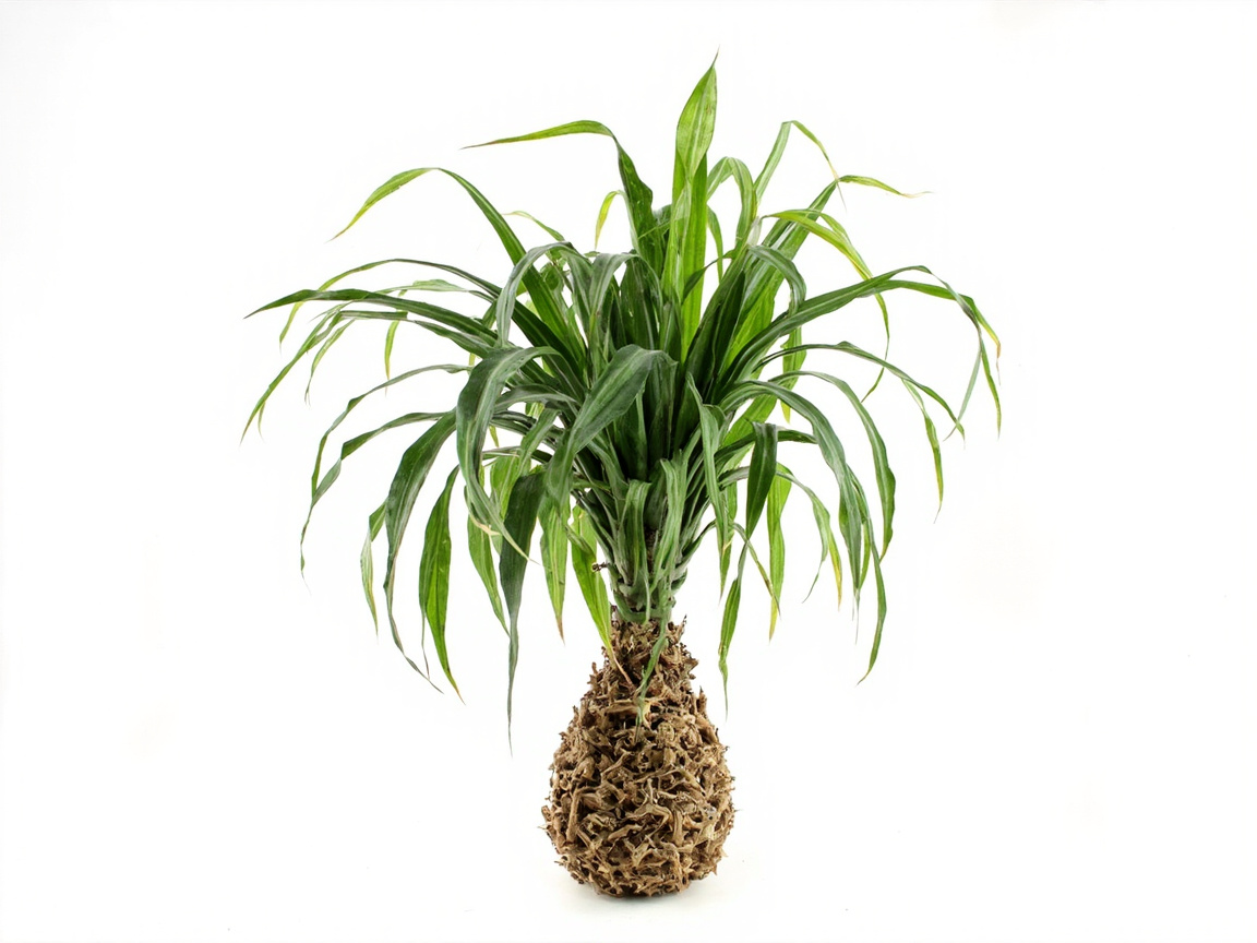 Ponytail Palm