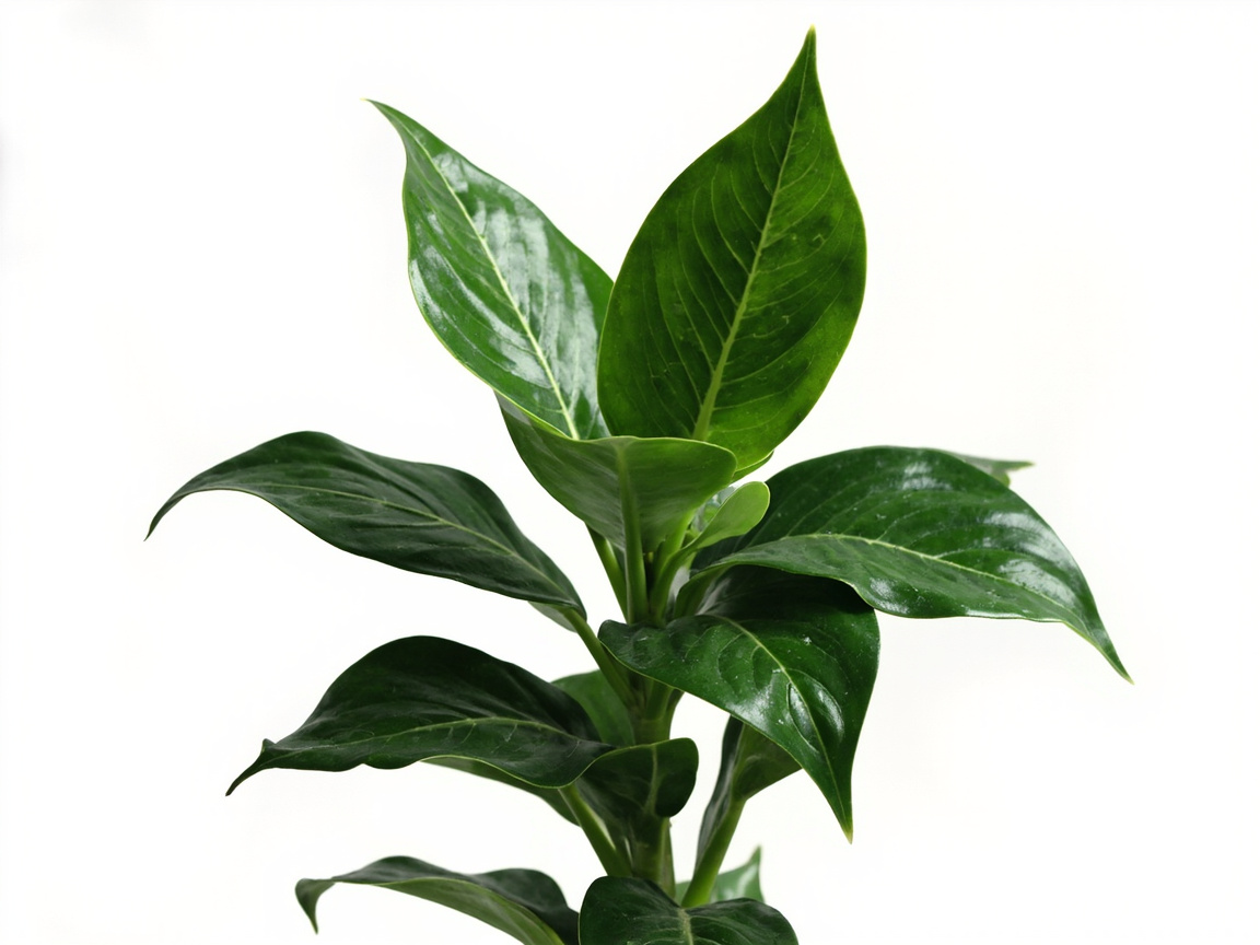 ZZ Plant